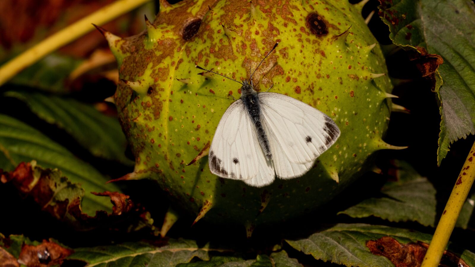 LEICA DG 100-400/F4.0-6.3 sample photo. Butterfly, chestnut, nature photography