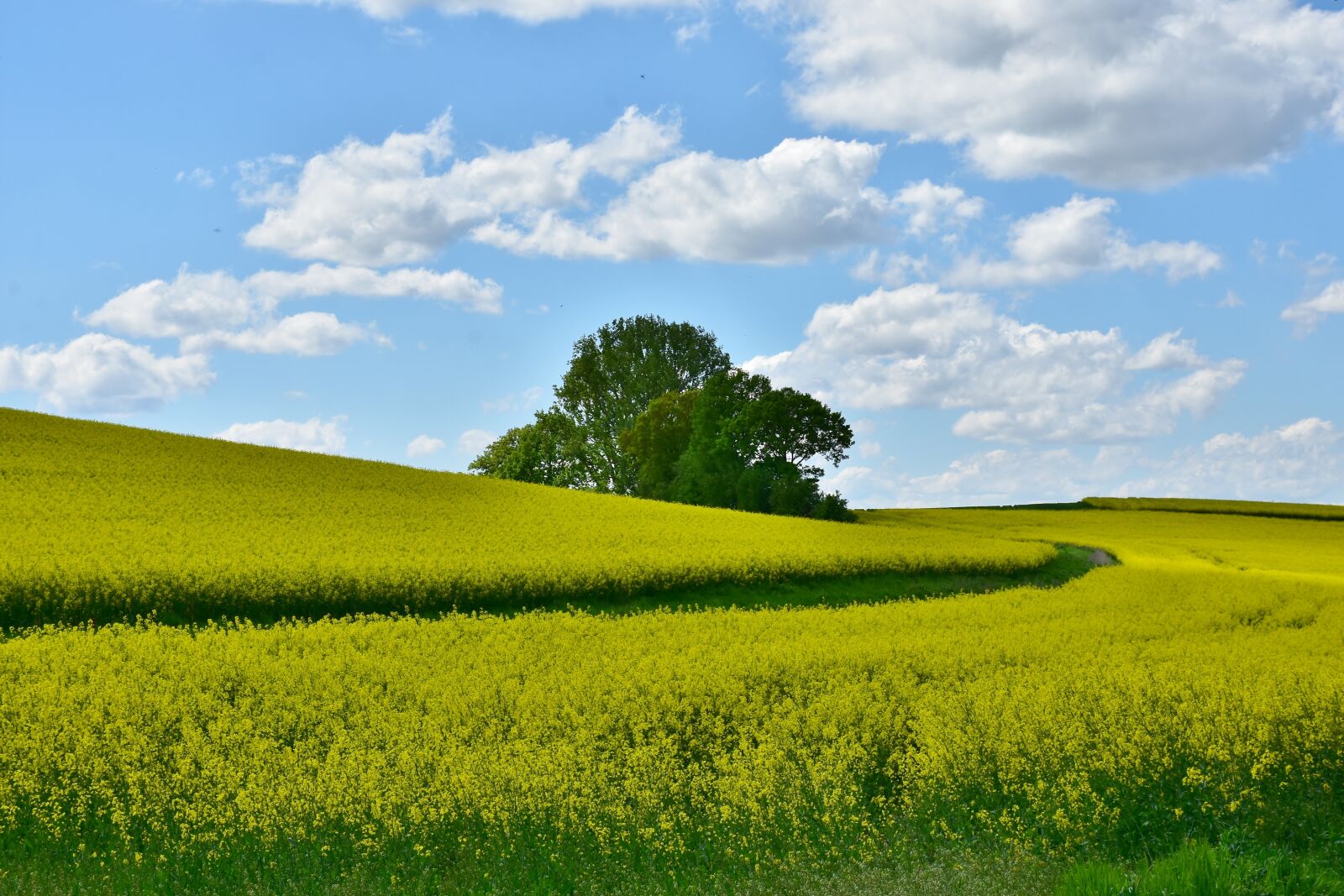 Nikon D7200 sample photo. Agriculture, field, landscape photography