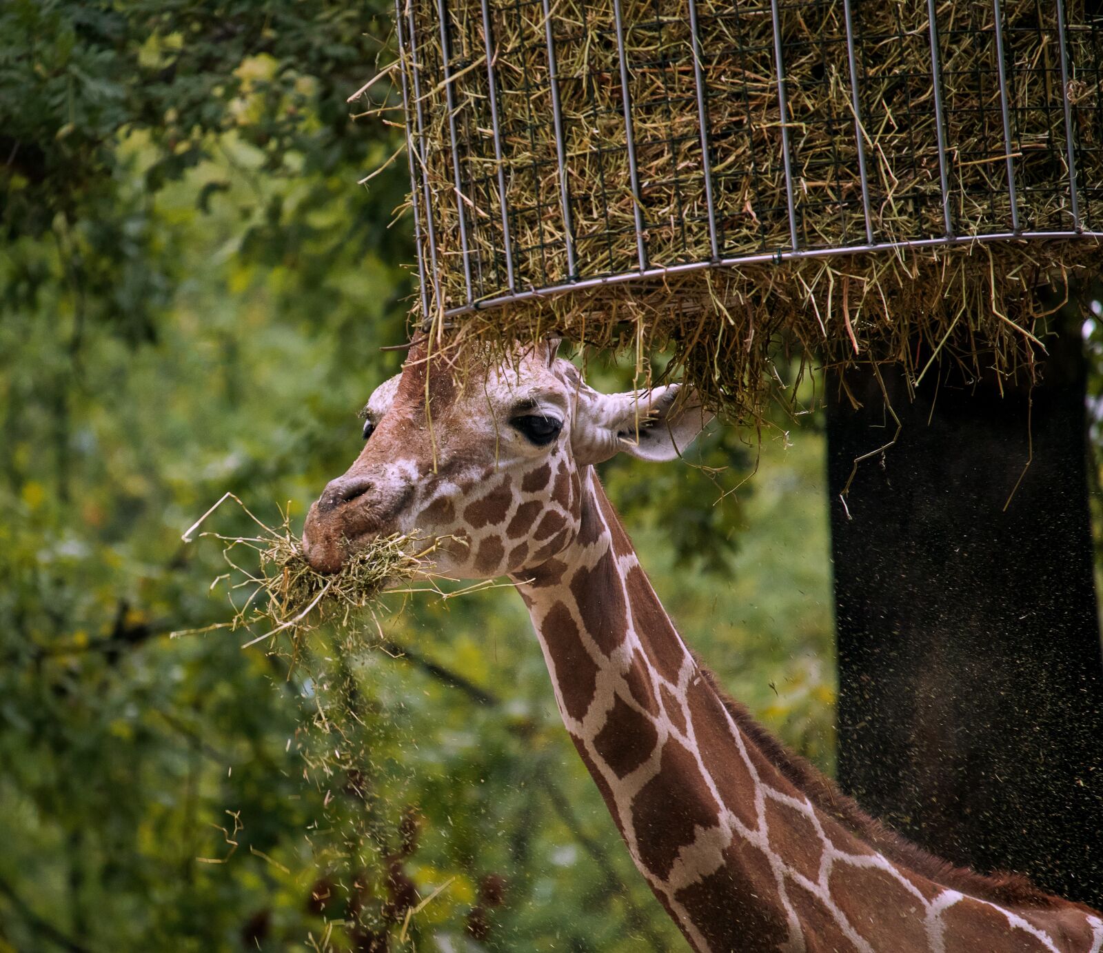 Canon EF-S 55-250mm F4-5.6 IS STM sample photo. Giraffe, mammal, animal photography