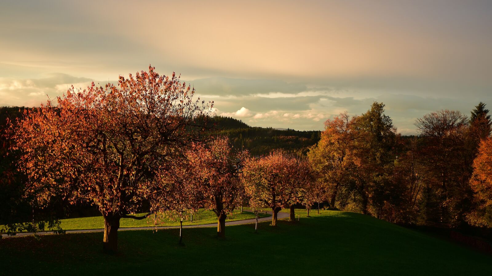 Nikon D7200 sample photo. Deciduous tree, autumn, leaves photography