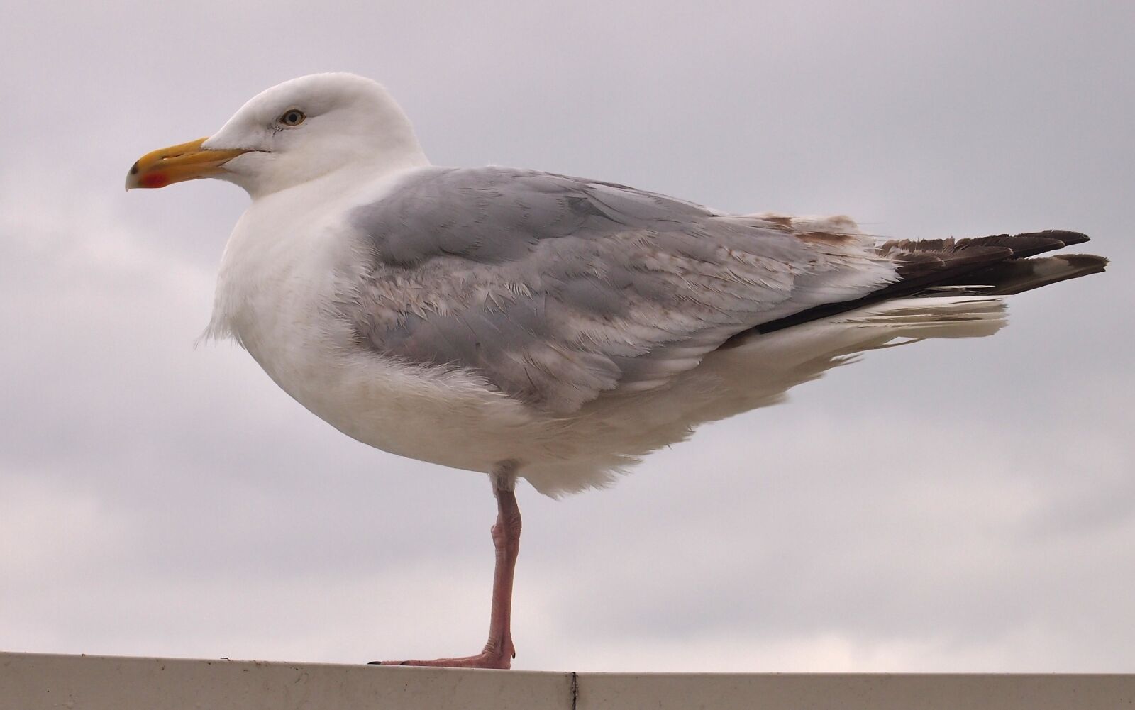 Olympus PEN E-PM1 sample photo. Seagull, bird, animal photography