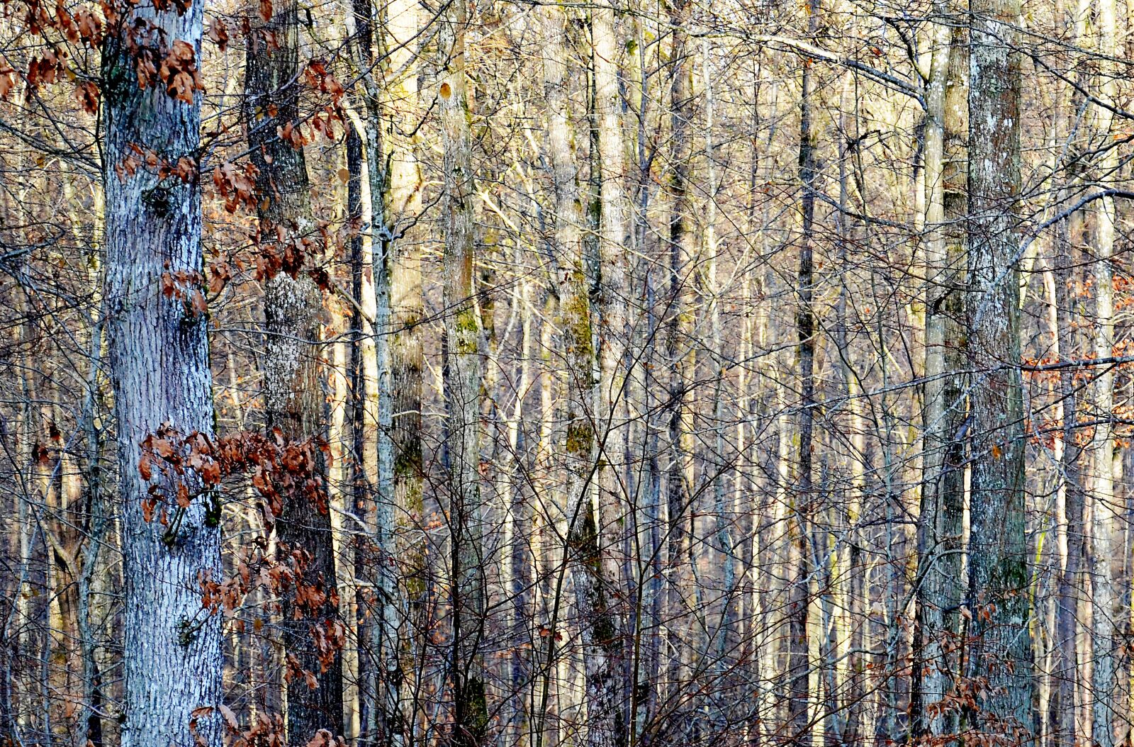 Nikon D5100 sample photo. Forest, light, winter photography