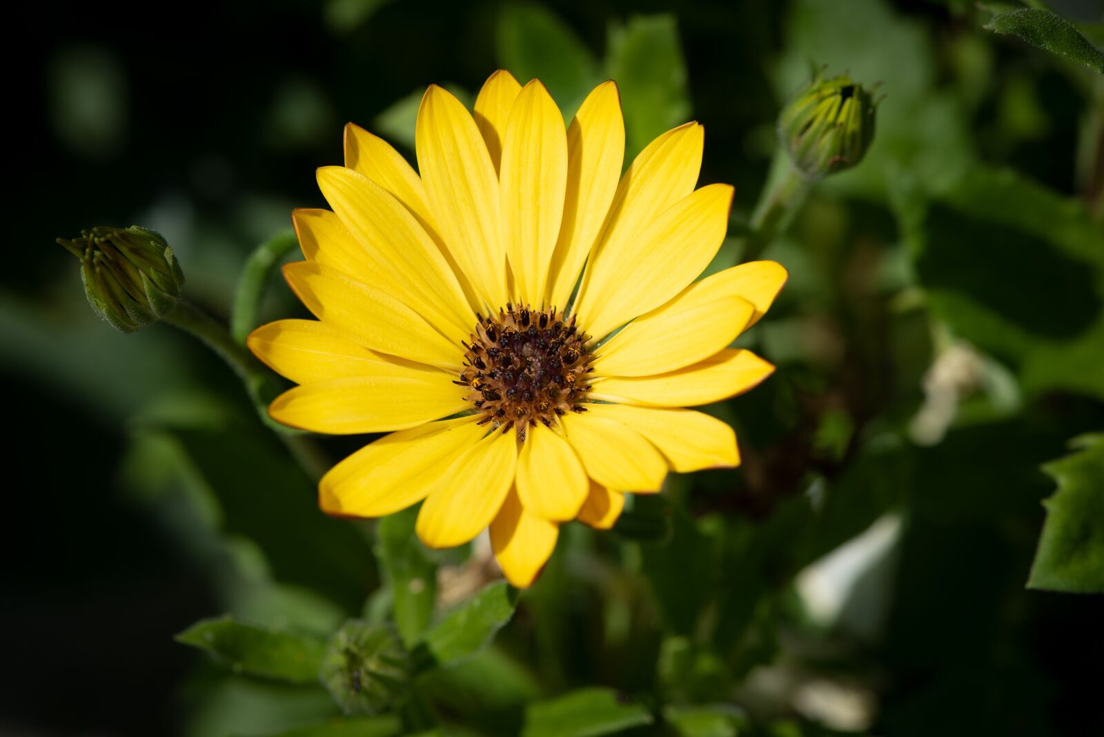 Nikon D750 sample photo. Flower, blossom, bloom photography
