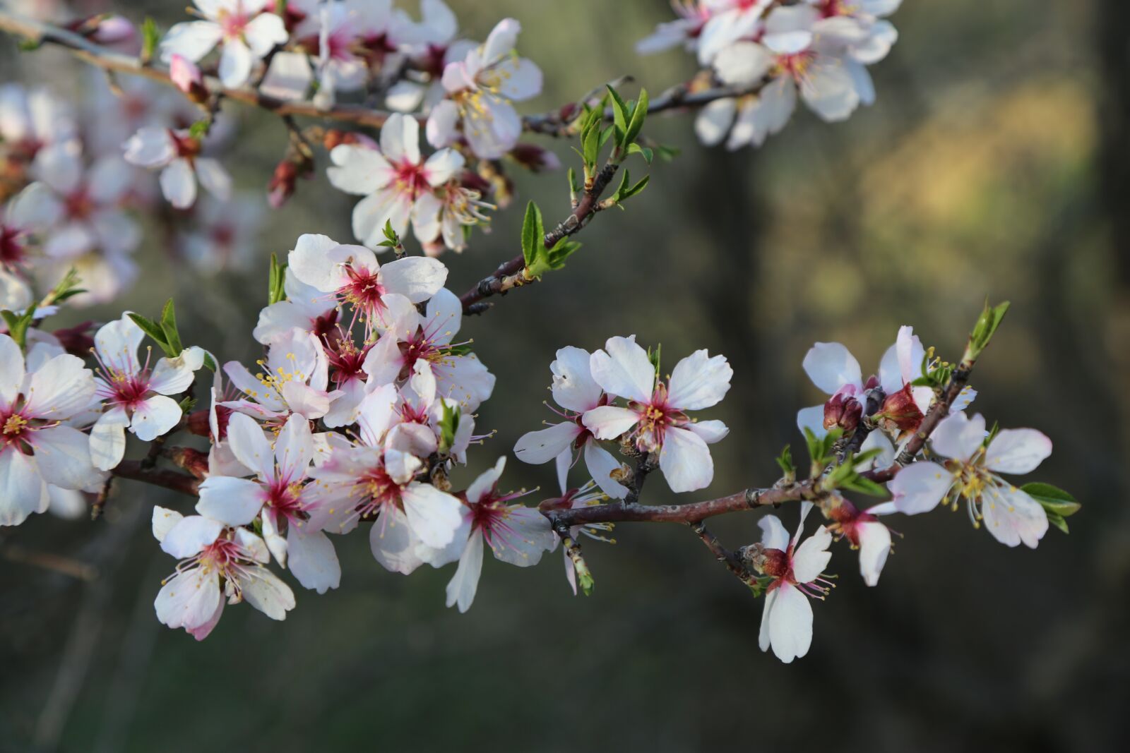 Canon EF 24-105mm F4L IS USM sample photo. Flower, tree, nature photography