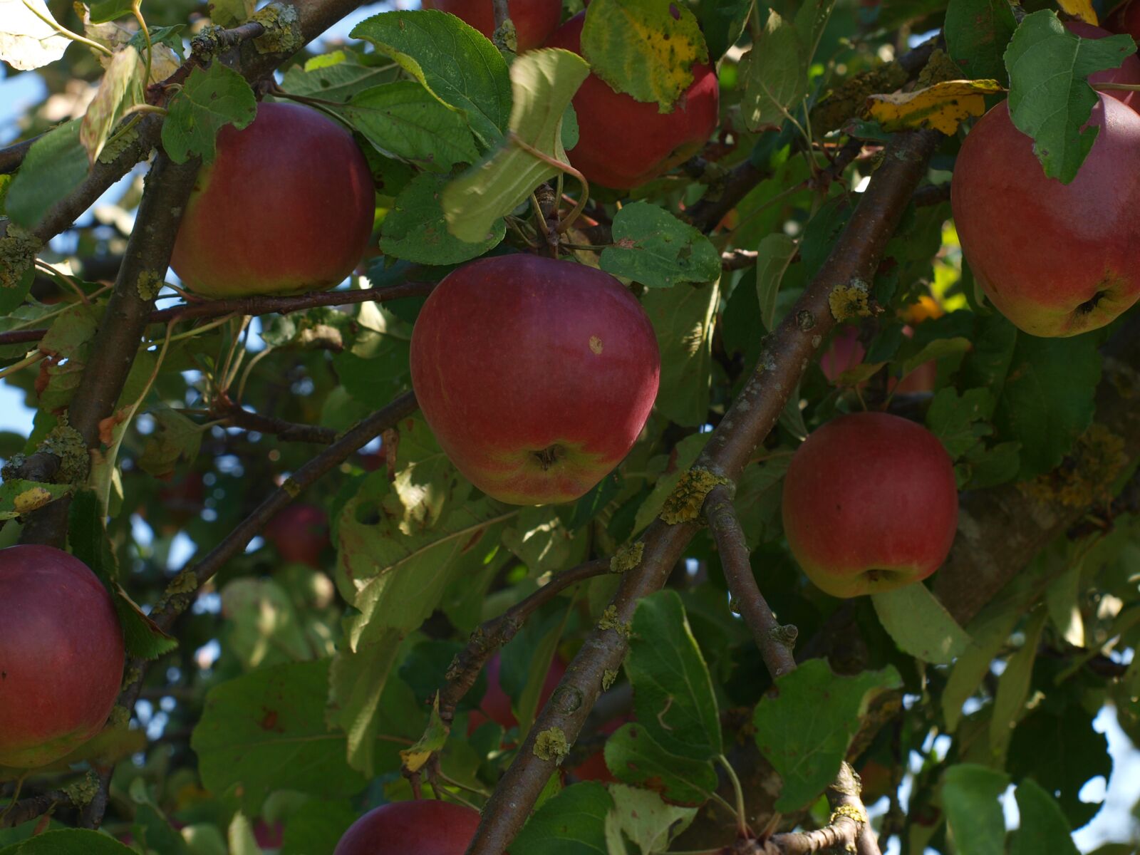 Olympus E-420 (EVOLT E-420) sample photo. Fruit, apple, red photography