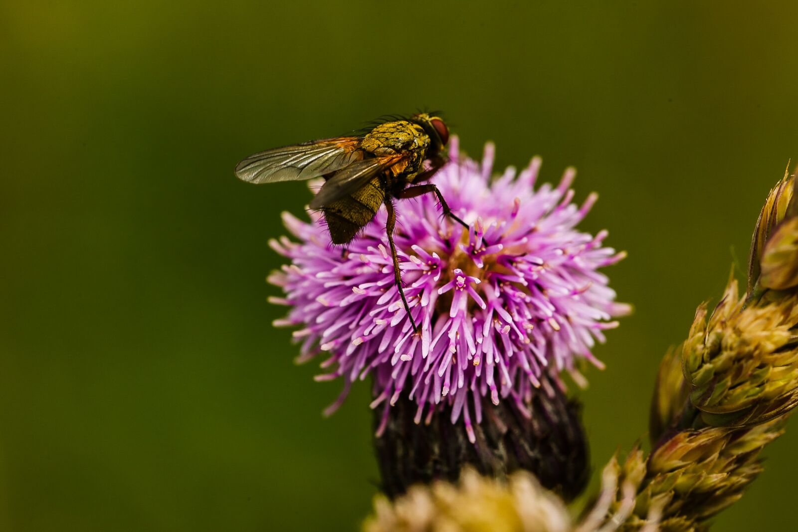 Canon EOS R sample photo. Fly, insect, bug photography