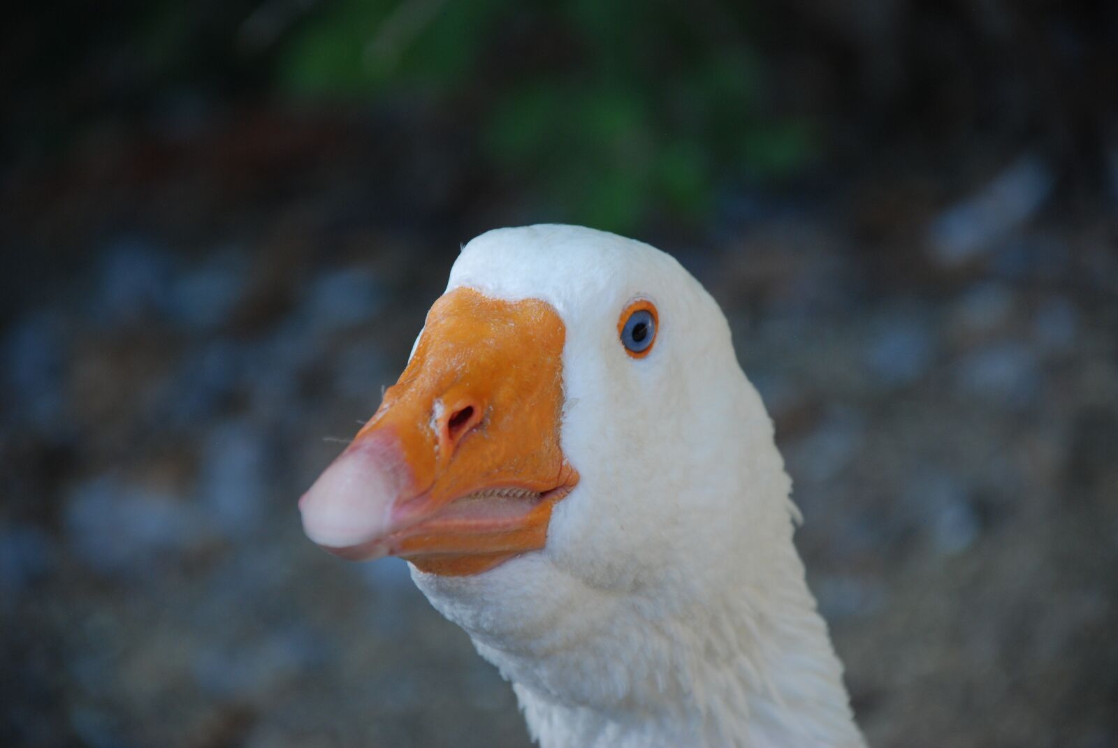 Nikon D80 sample photo. Goose, white, bird photography