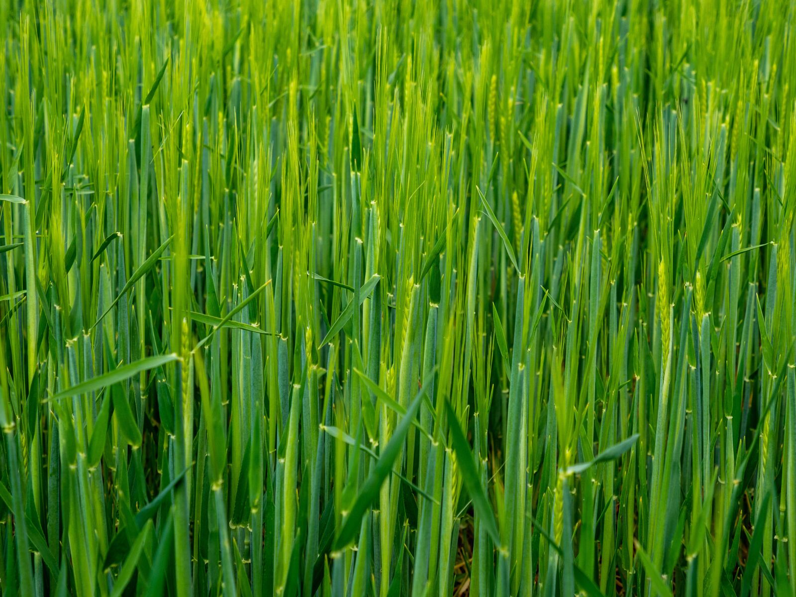 Olympus OM-D E-M10 III sample photo. Grain, field, green photography