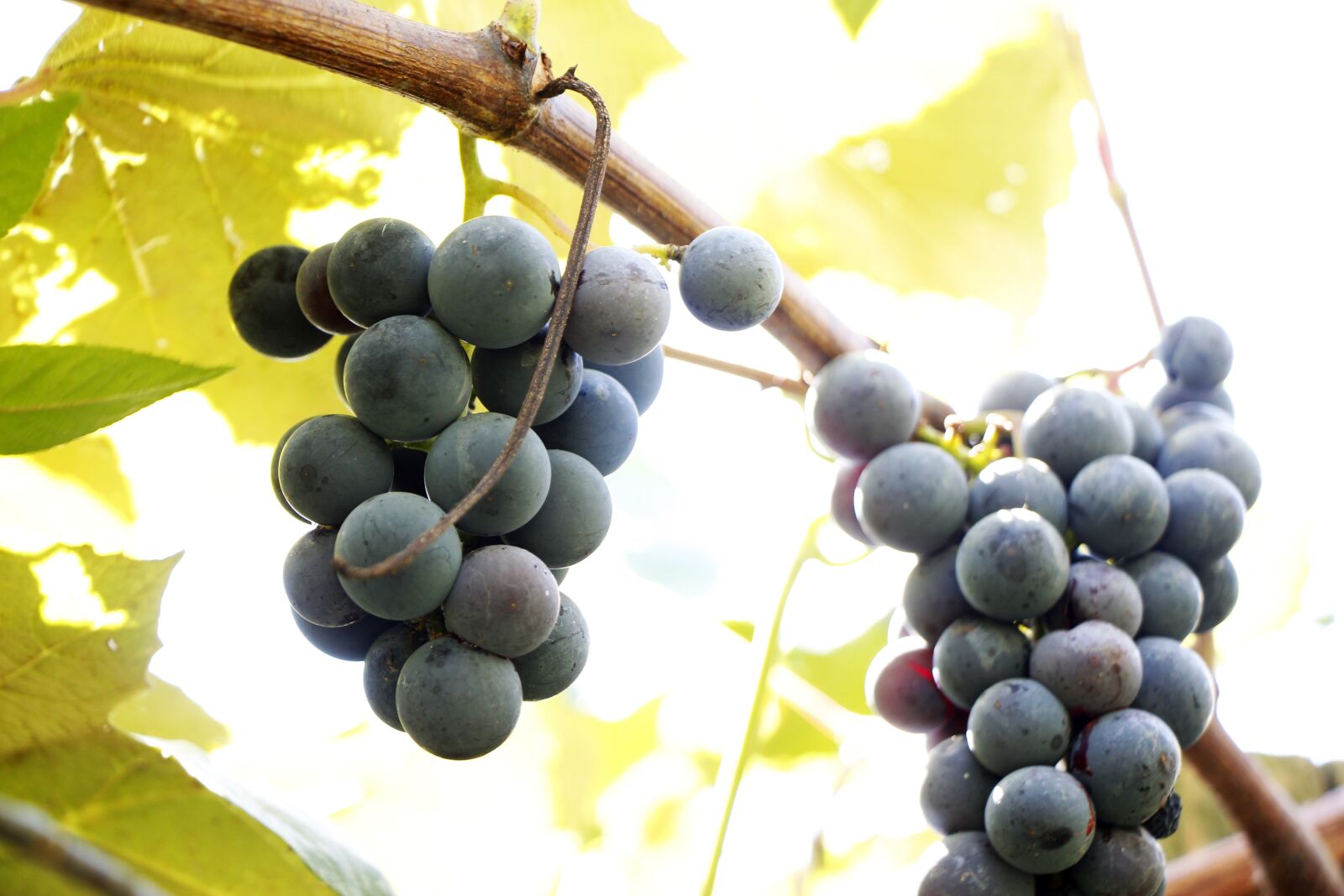 Canon EOS 650D (EOS Rebel T4i / EOS Kiss X6i) + Canon EF-S 18-135mm F3.5-5.6 IS STM sample photo. Grapes, grape, vine photography