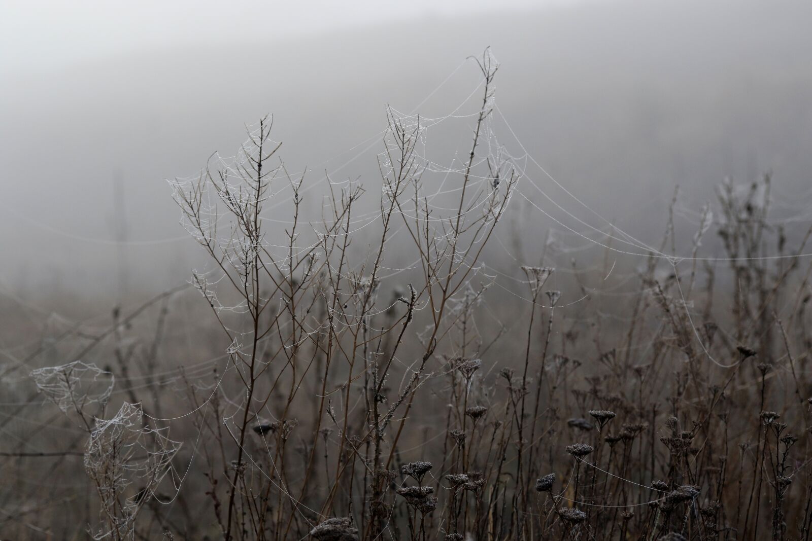 Canon EF-S 60mm F2.8 Macro USM sample photo. Spider web, drops, dew photography