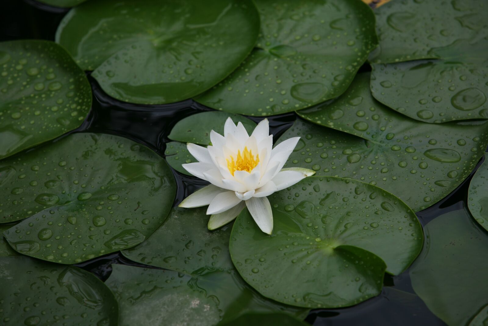 Canon EOS 5D sample photo. Nature, plants, leaf photography