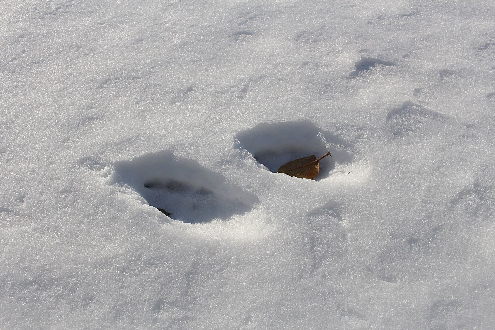 Canon EOS 100D (EOS Rebel SL1 / EOS Kiss X7) sample photo. Traces, snow, snow lane photography