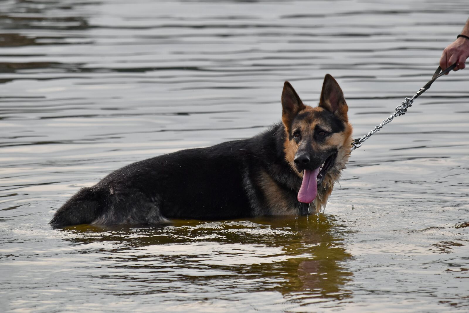 Nikon D5500 sample photo. German, shepherd dog, tongue photography