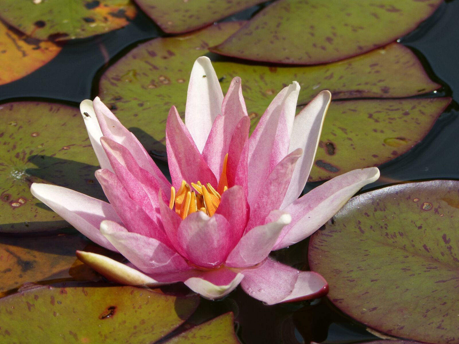 Panasonic DMC-FZ62 sample photo. Water lily, red, blossom photography