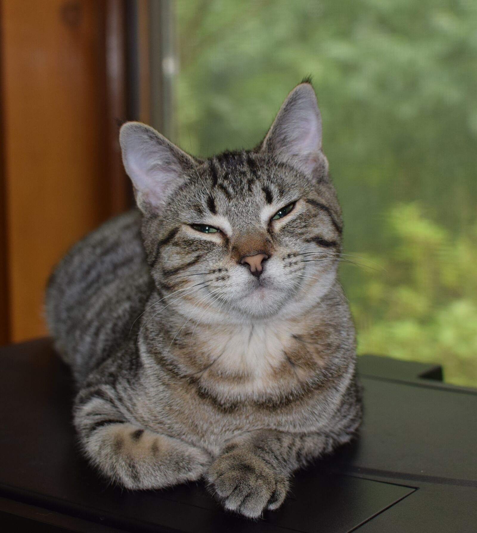 Nikon D3300 sample photo. Kitten, cat, feline photography