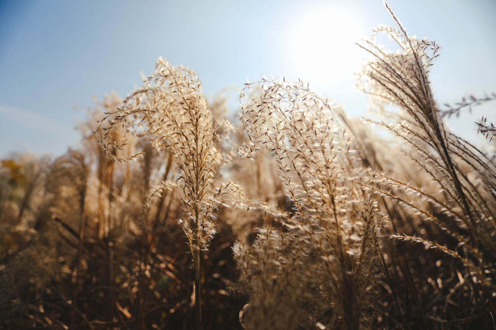 Canon EOS 5D Mark IV + Canon EF 17-40mm F4L USM sample photo. Reed, sunny, nature photography