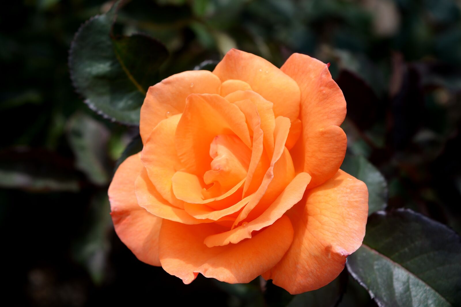 Nikon D5200 sample photo. Rose, yellow, rose bloom photography