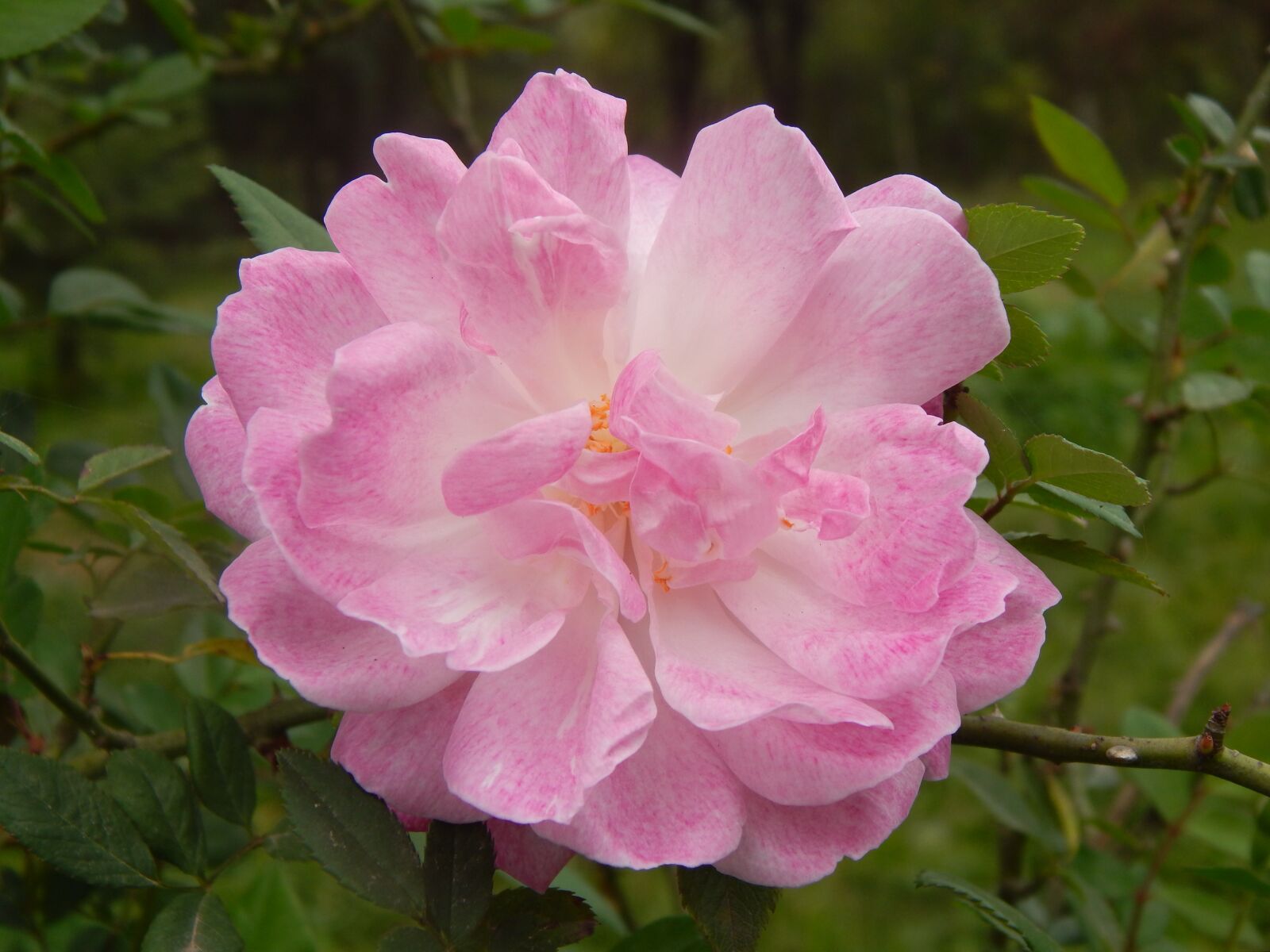 Nikon Coolpix L820 sample photo. Rosa, pink flower, pink photography