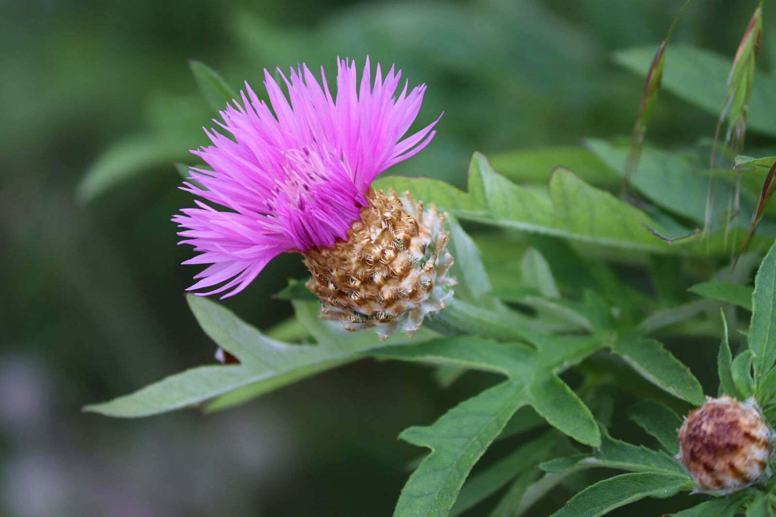 Canon EOS 200D (EOS Rebel SL2 / EOS Kiss X9) sample photo. Knapweed, cyanus, composites photography