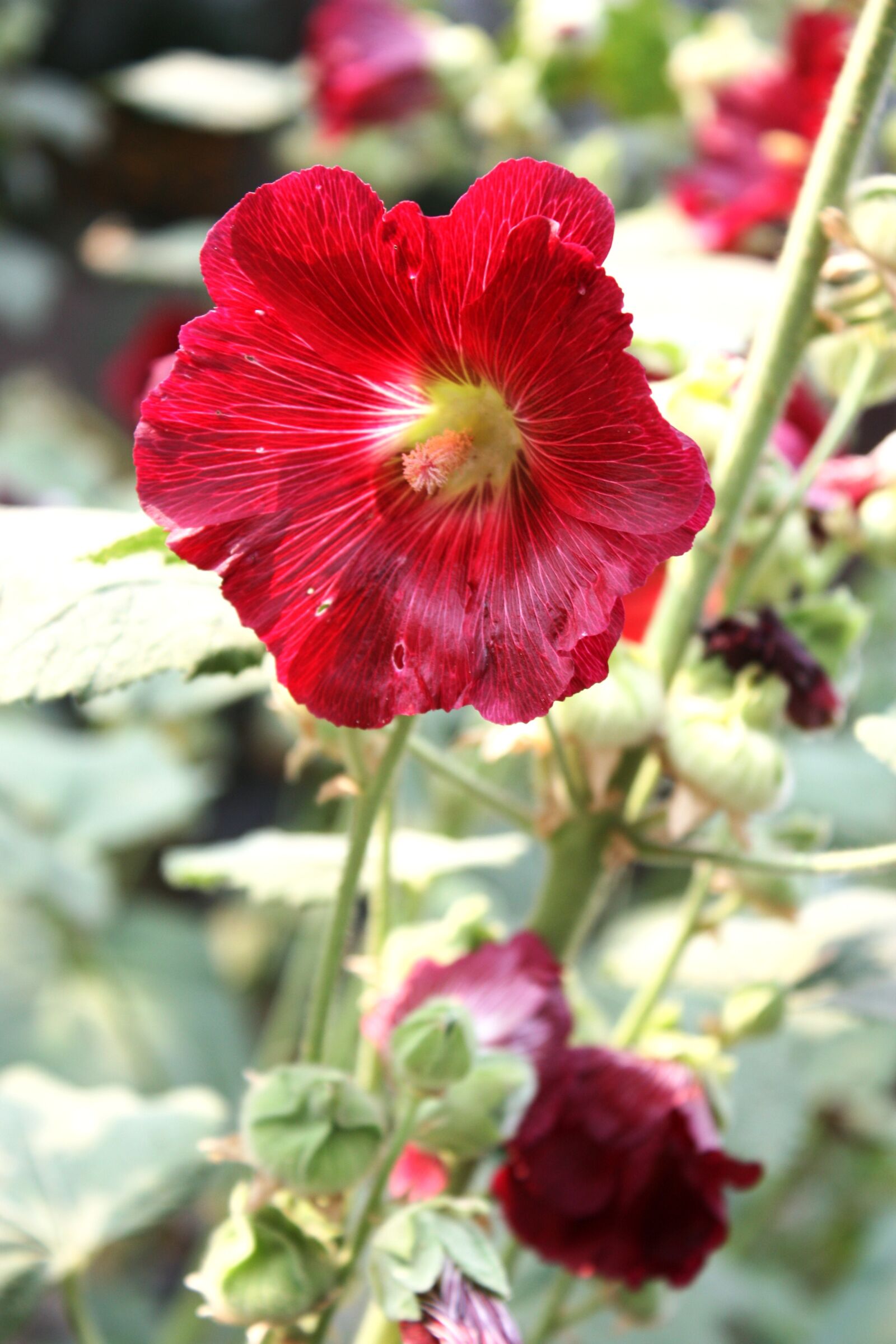 Canon EOS 450D (EOS Rebel XSi / EOS Kiss X2) sample photo. Mallow, plant, heart-shaped leaves photography