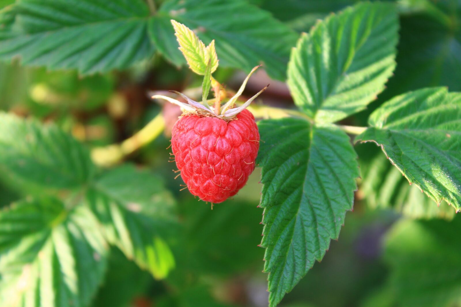 Canon EOS 1100D (EOS Rebel T3 / EOS Kiss X50) sample photo. Raspberry, berry, greens photography