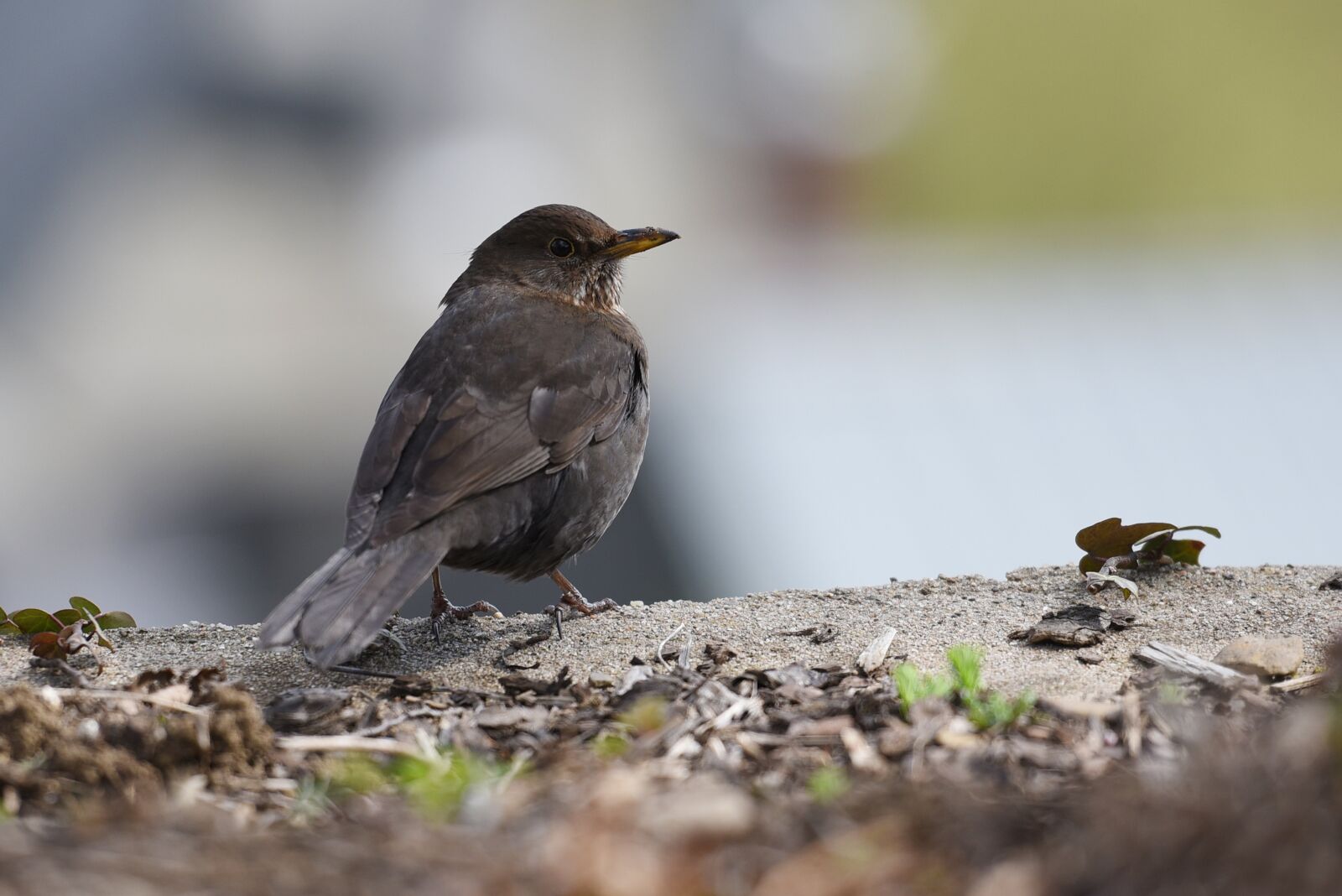 Nikon D750 sample photo. Bird, birds, nature photography