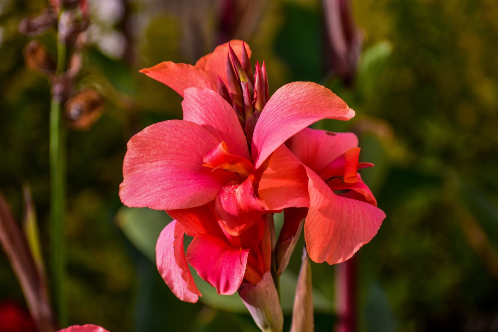 Nikon D3400 sample photo. Flower, bella, nature photography