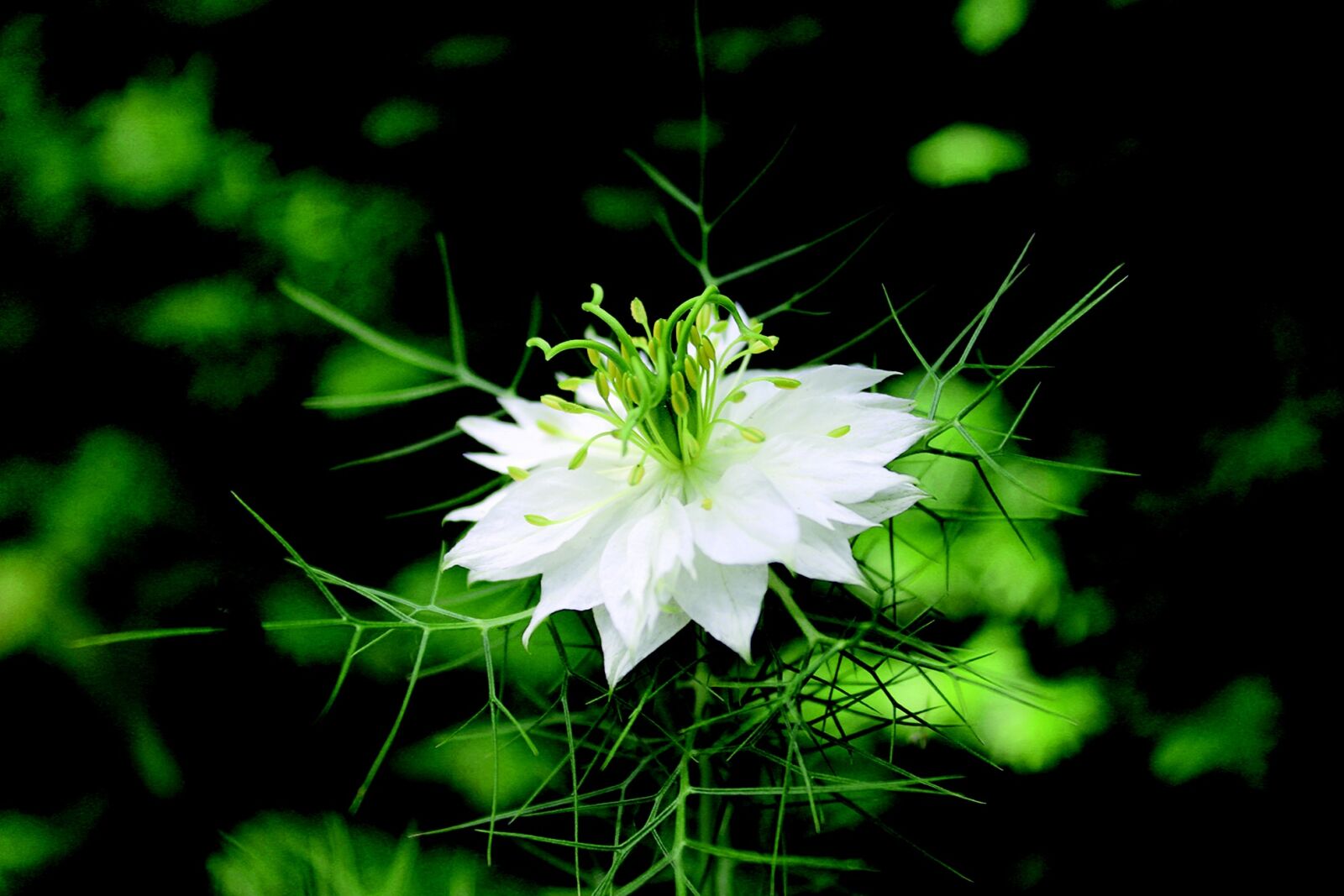 Canon EOS 600D (Rebel EOS T3i / EOS Kiss X5) sample photo. White, flower, nature photography