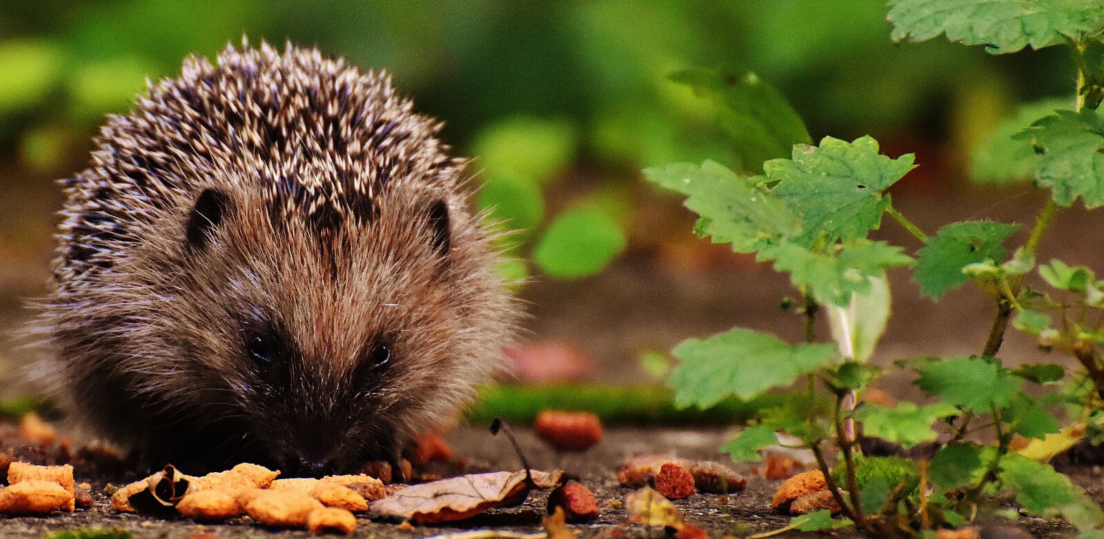 Nikon D7200 sample photo. Hedgehog child, young hedgehog photography