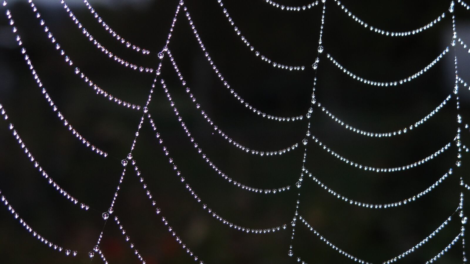 Sony Cyber-shot DSC-HX100V sample photo. Web spider, drops of photography
