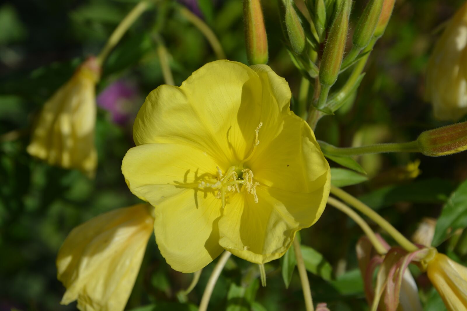 Nikon D5200 sample photo. Yellow flowers, garden, massif photography