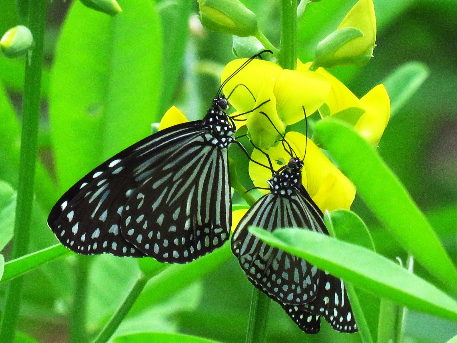 Canon PowerShot SX60 HS sample photo. Love, butterfly, nice photography