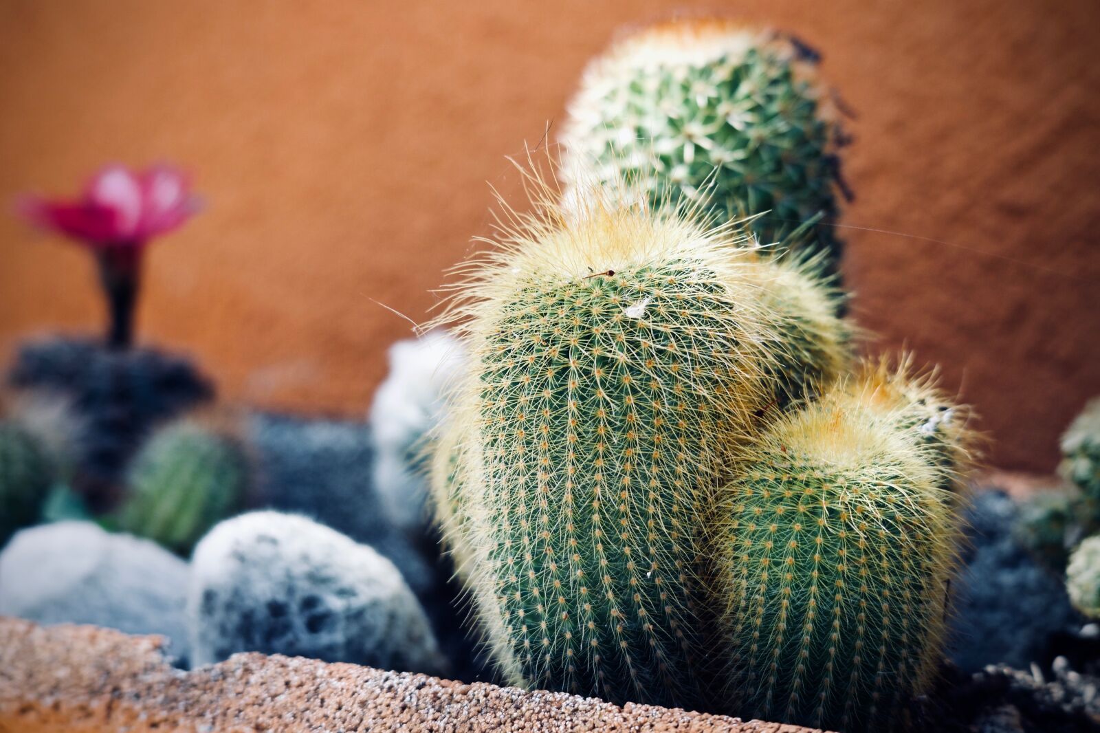 Canon EOS M sample photo. Plants, fat plants, cactus photography