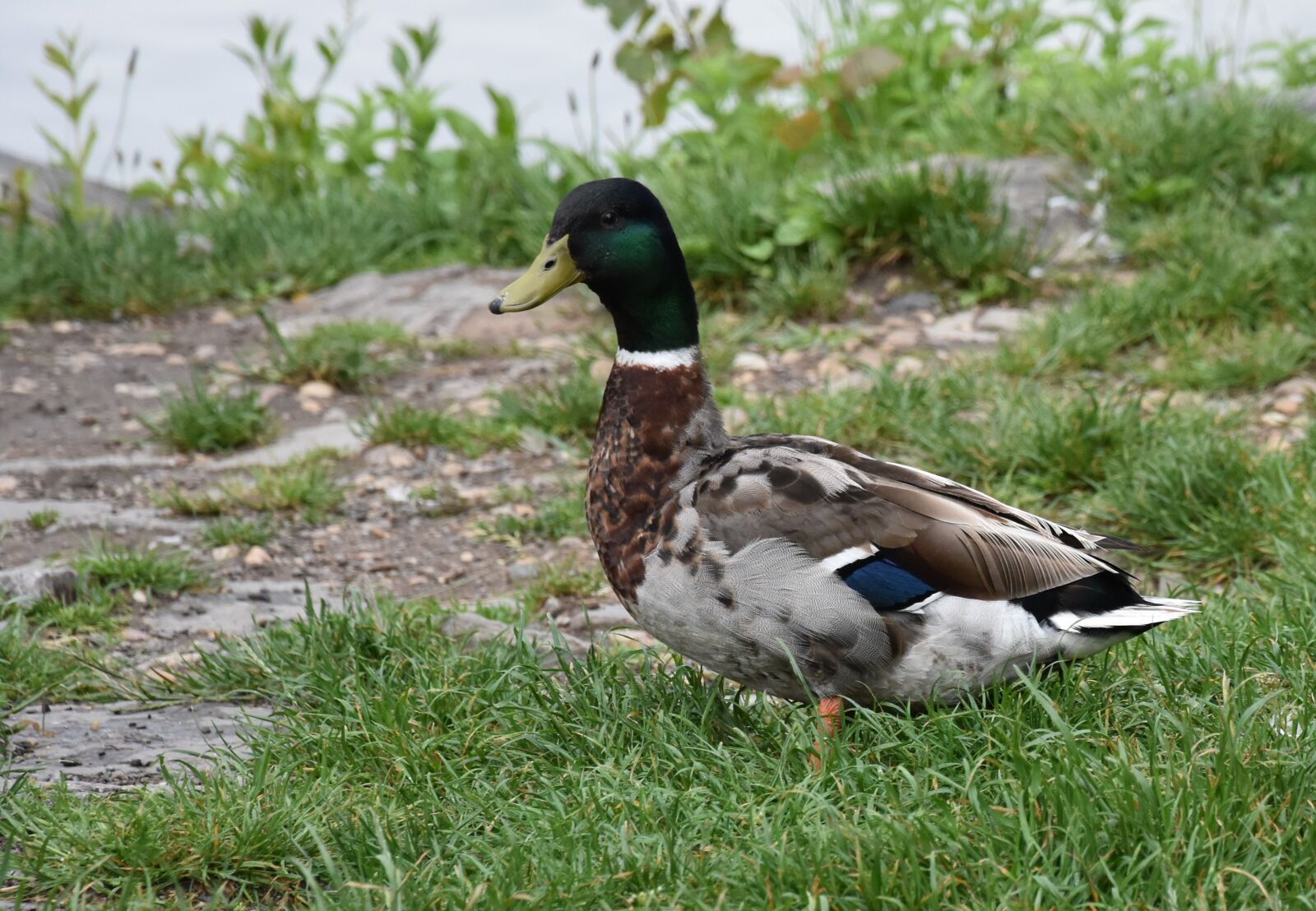 Nikon D7200 sample photo. Animals, duck, animal photography