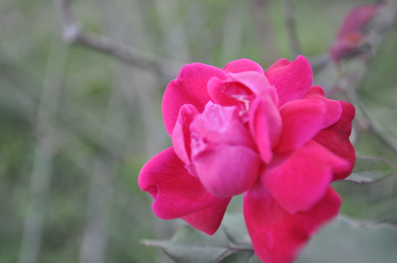 Nikon D5000 sample photo. Flower, plant, bush photography