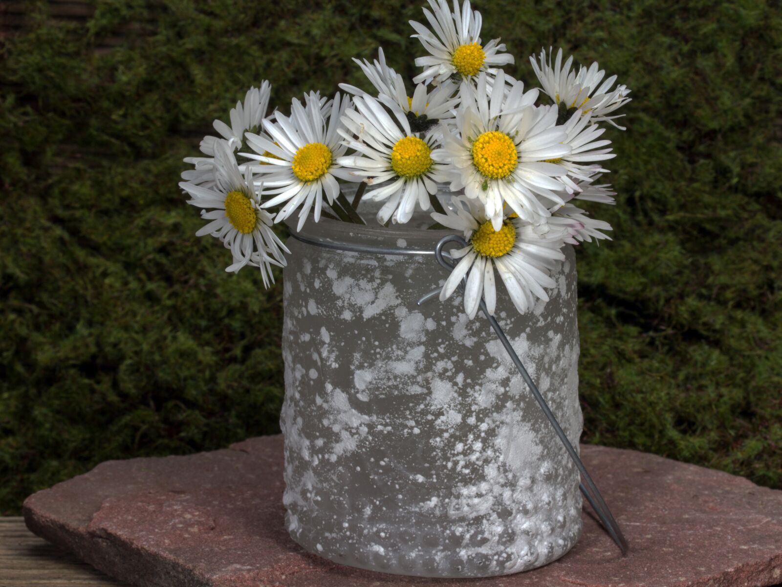 Canon EF-S 60mm F2.8 Macro USM sample photo. Flowers, still life, daisy photography