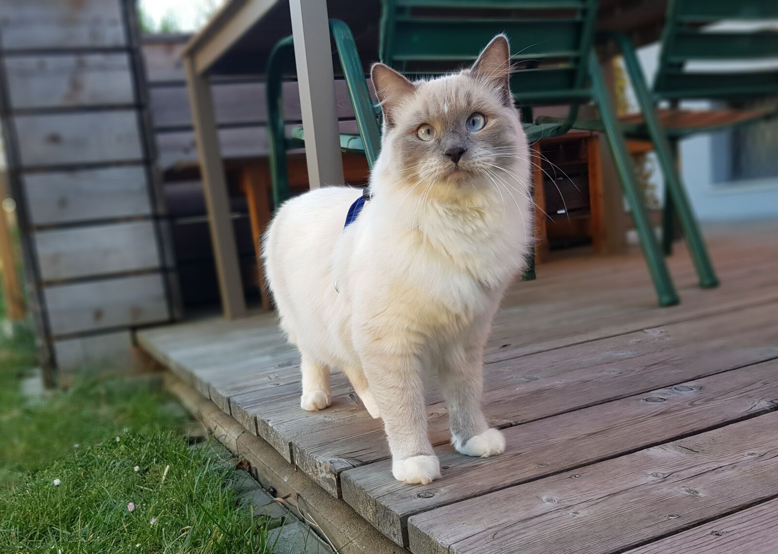 Samsung Galaxy S8+ sample photo. Cat, ragdoll, spring photography