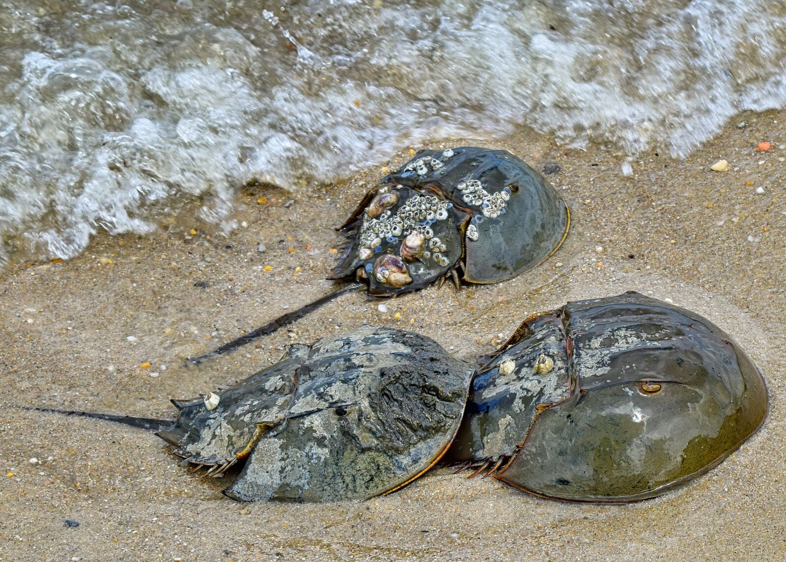 Nikon D3300 sample photo. Horseshoe crabs, crustaceans, crab photography