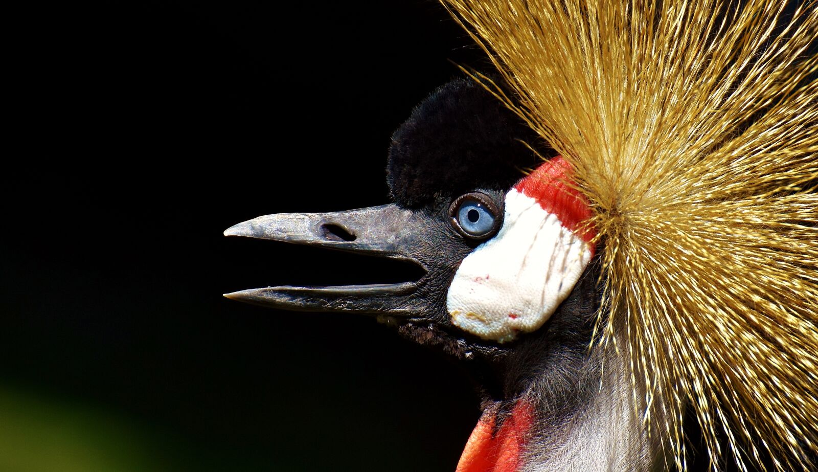 Nikon D7200 sample photo. Grey crowned crane, baleurica photography