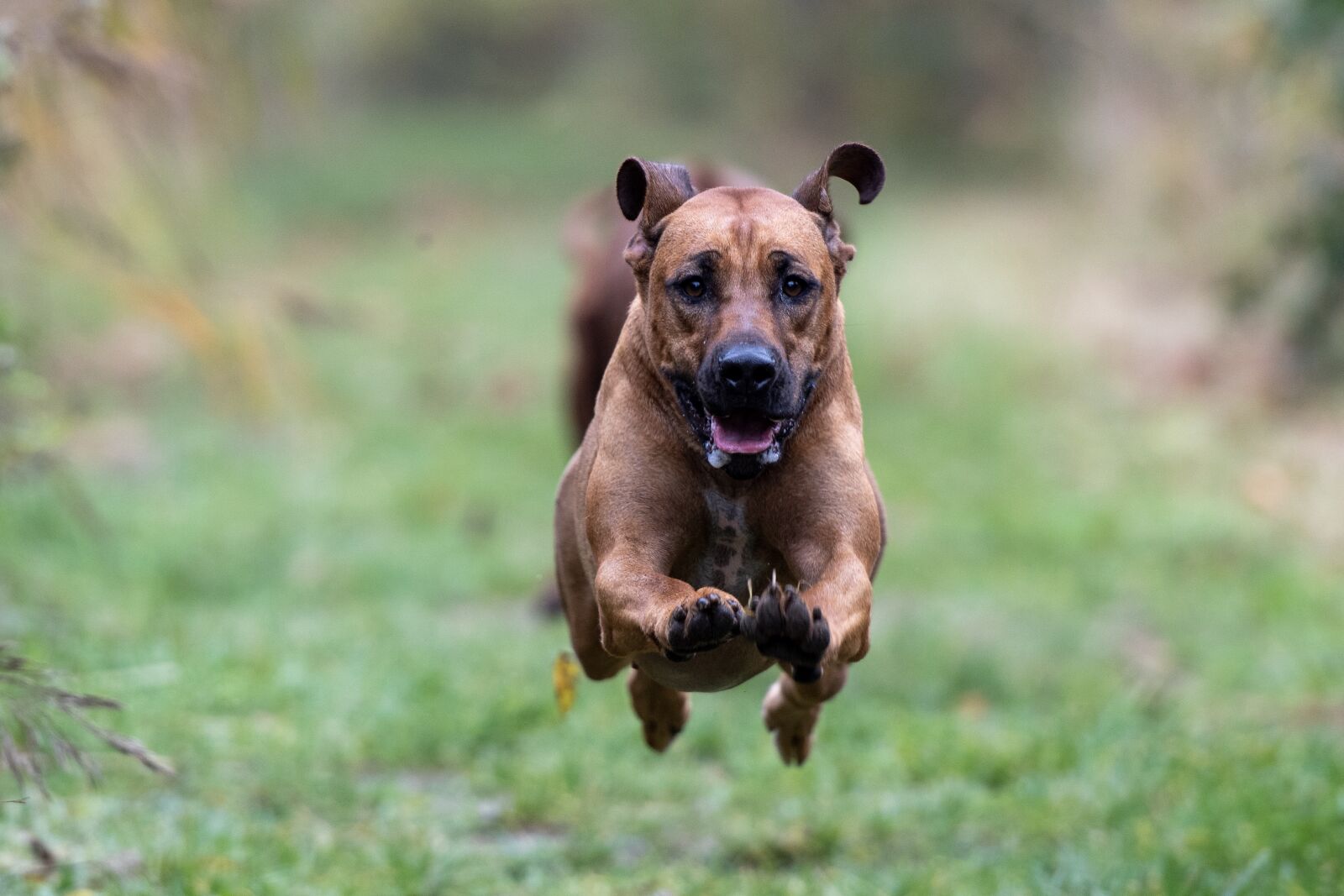 Nikon D500 sample photo. Rhodesian ridgeback, running dog photography