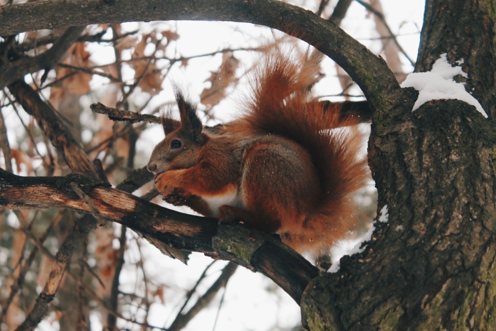 Canon EOS 1100D (EOS Rebel T3 / EOS Kiss X50) sample photo. Tree, wood, mammals photography