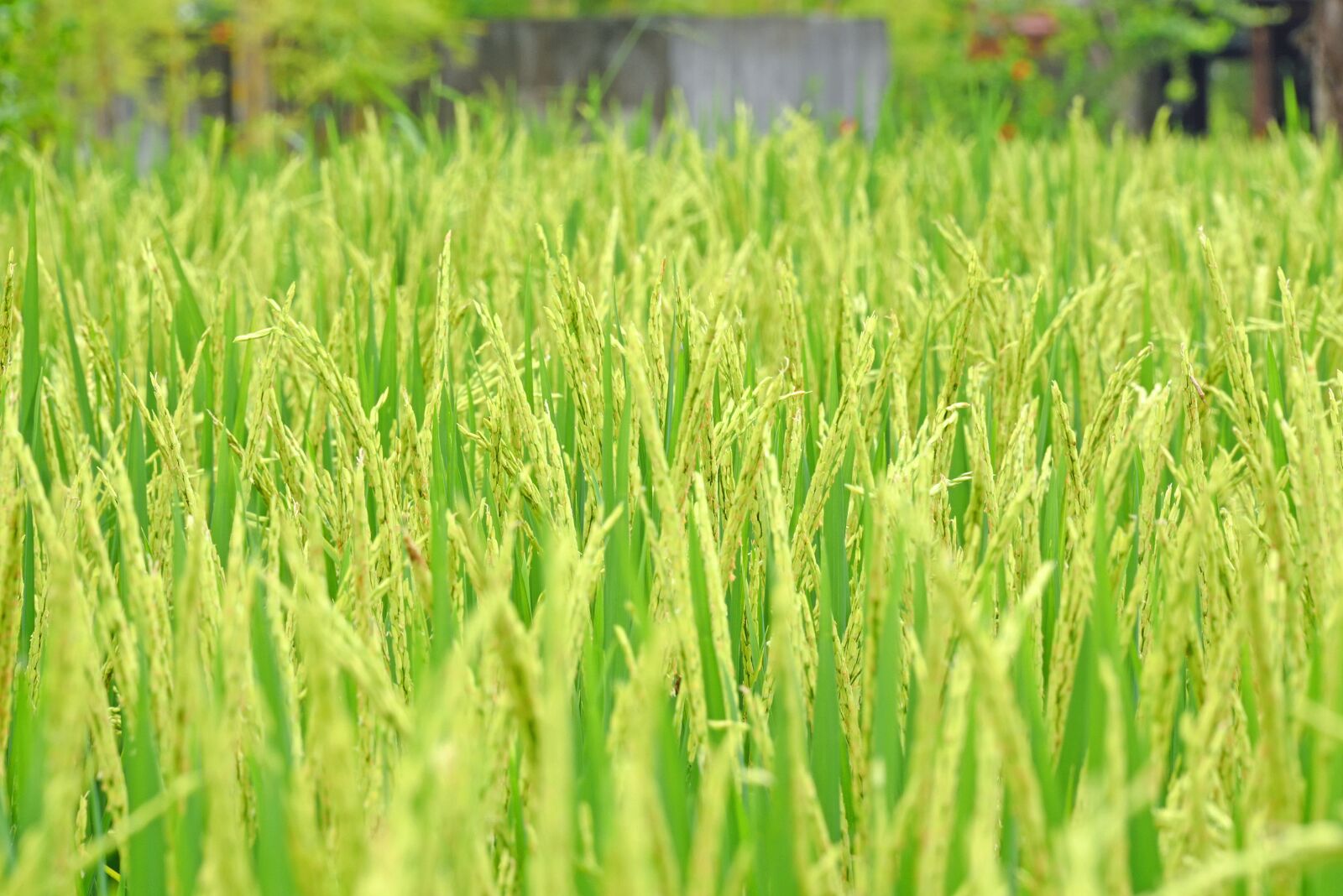 Nikon D750 sample photo. Ubud, bali, indonesia photography