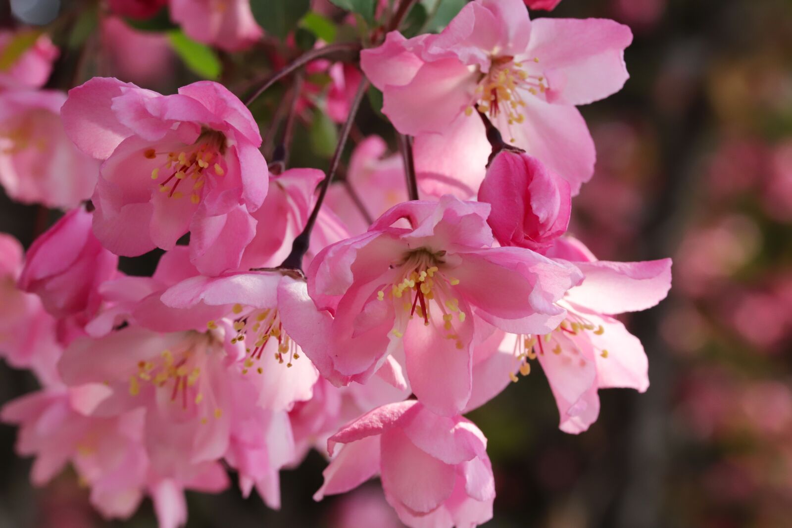 Canon EOS 6D Mark II sample photo. Flower apples, spring, wood photography