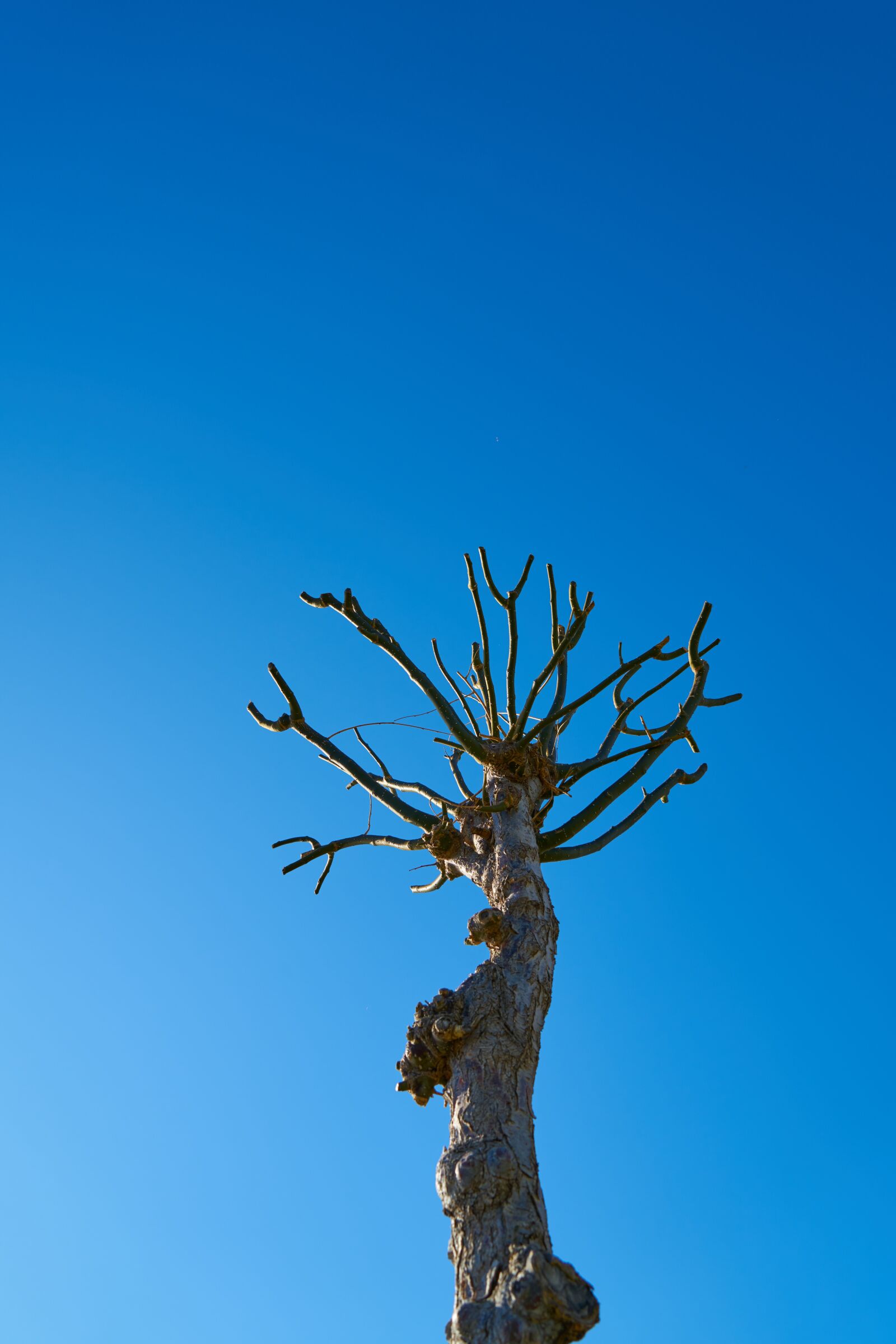 Sony a7R II sample photo. Tree, dried up, autumn photography