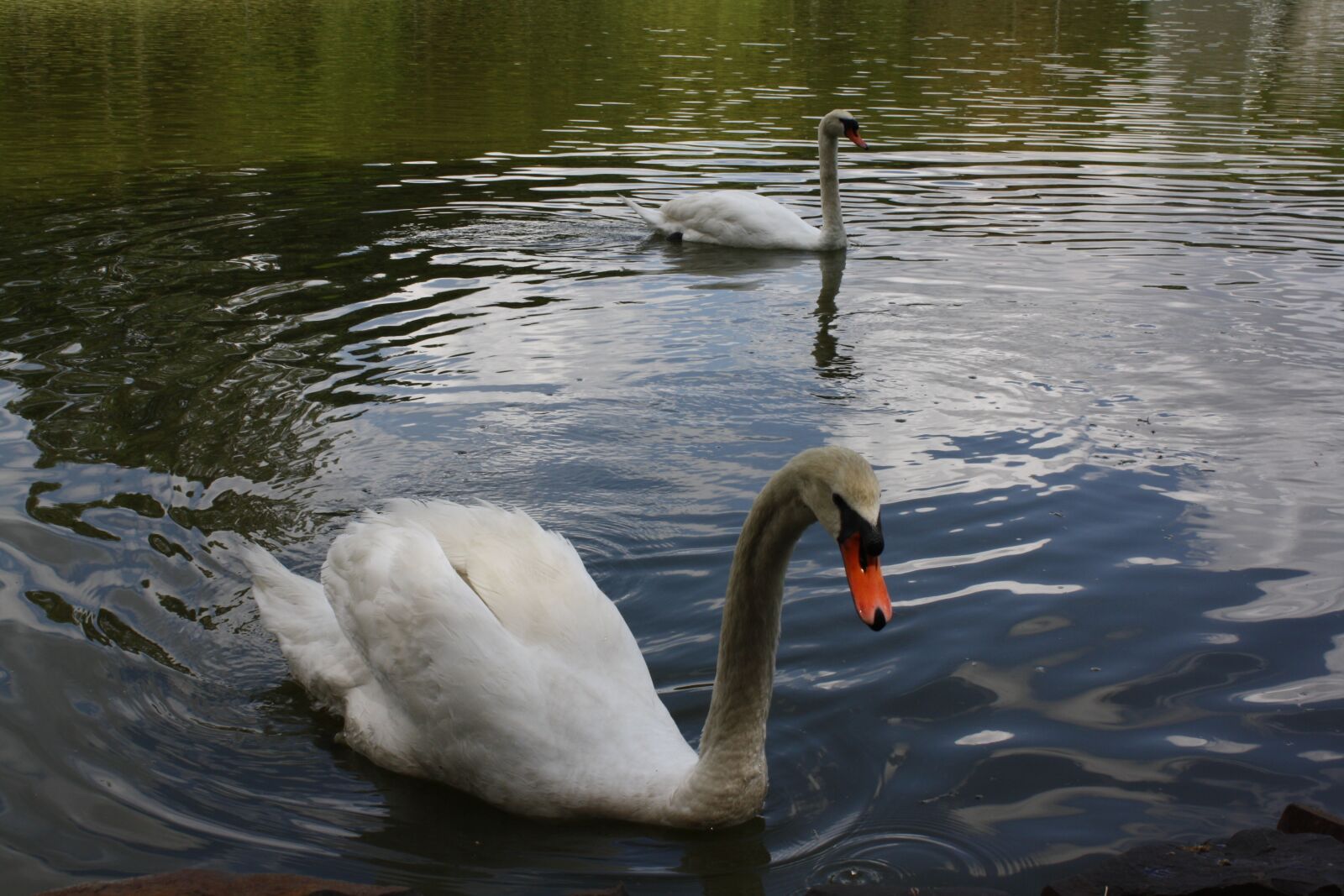Canon EOS 1000D (EOS Digital Rebel XS / EOS Kiss F) sample photo. Swan, white, lake photography