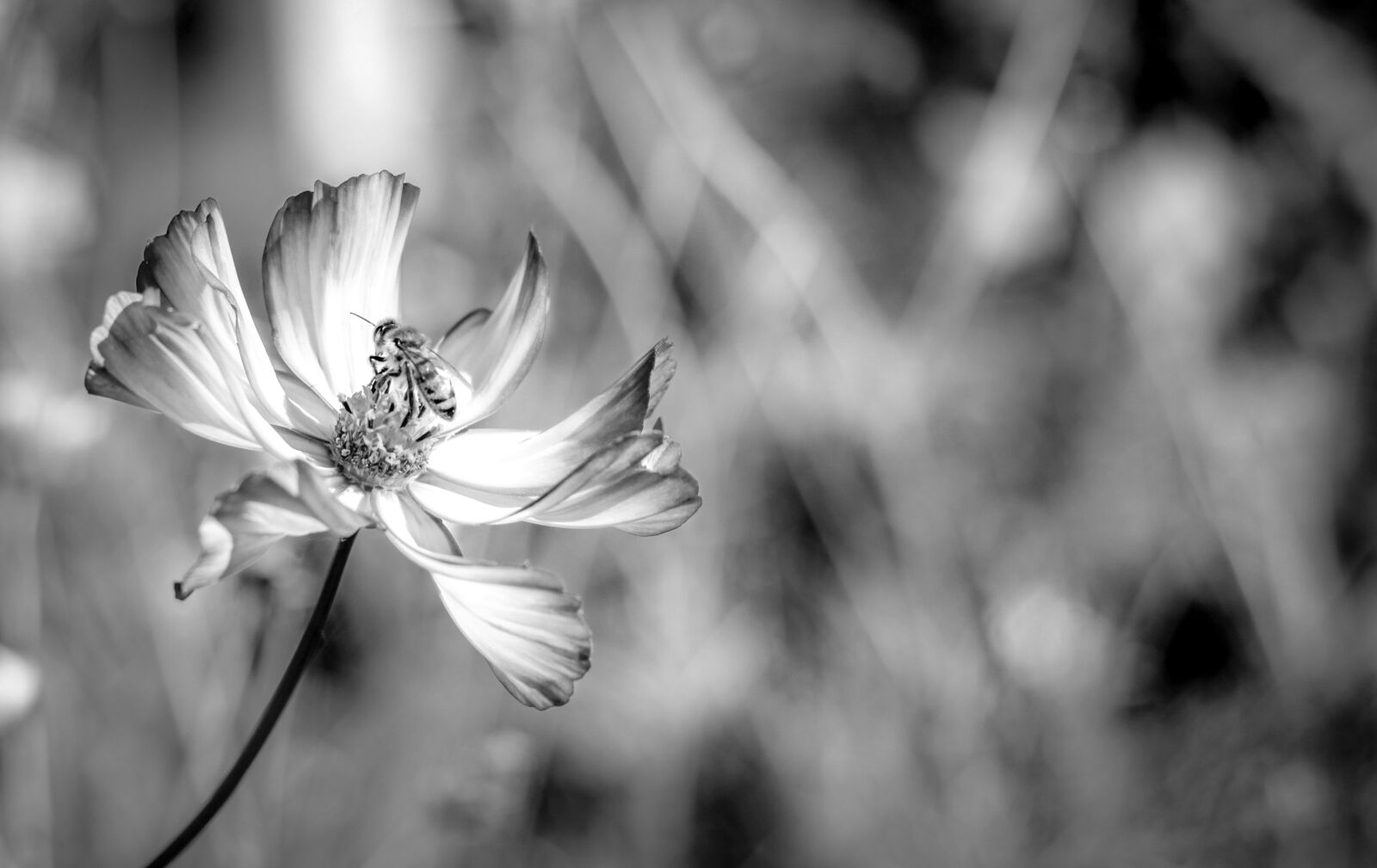 Canon EF 50mm F1.8 II sample photo. Flower, bee, honey photography