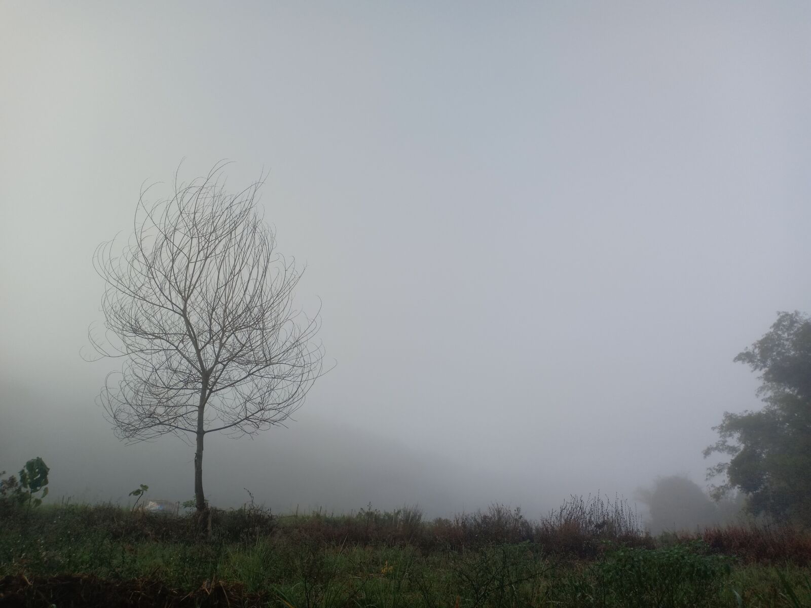 OPPO F7 sample photo. Fog, white, tree photography