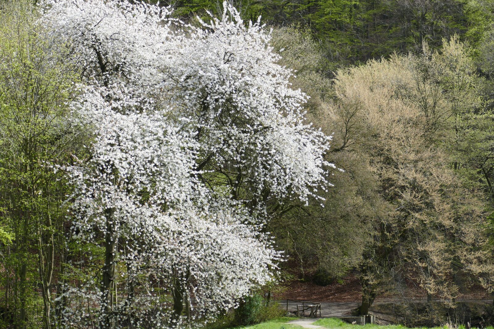 Panasonic Lumix DMC-FZ1000 sample photo. Spring, cherry blossom, monastery photography