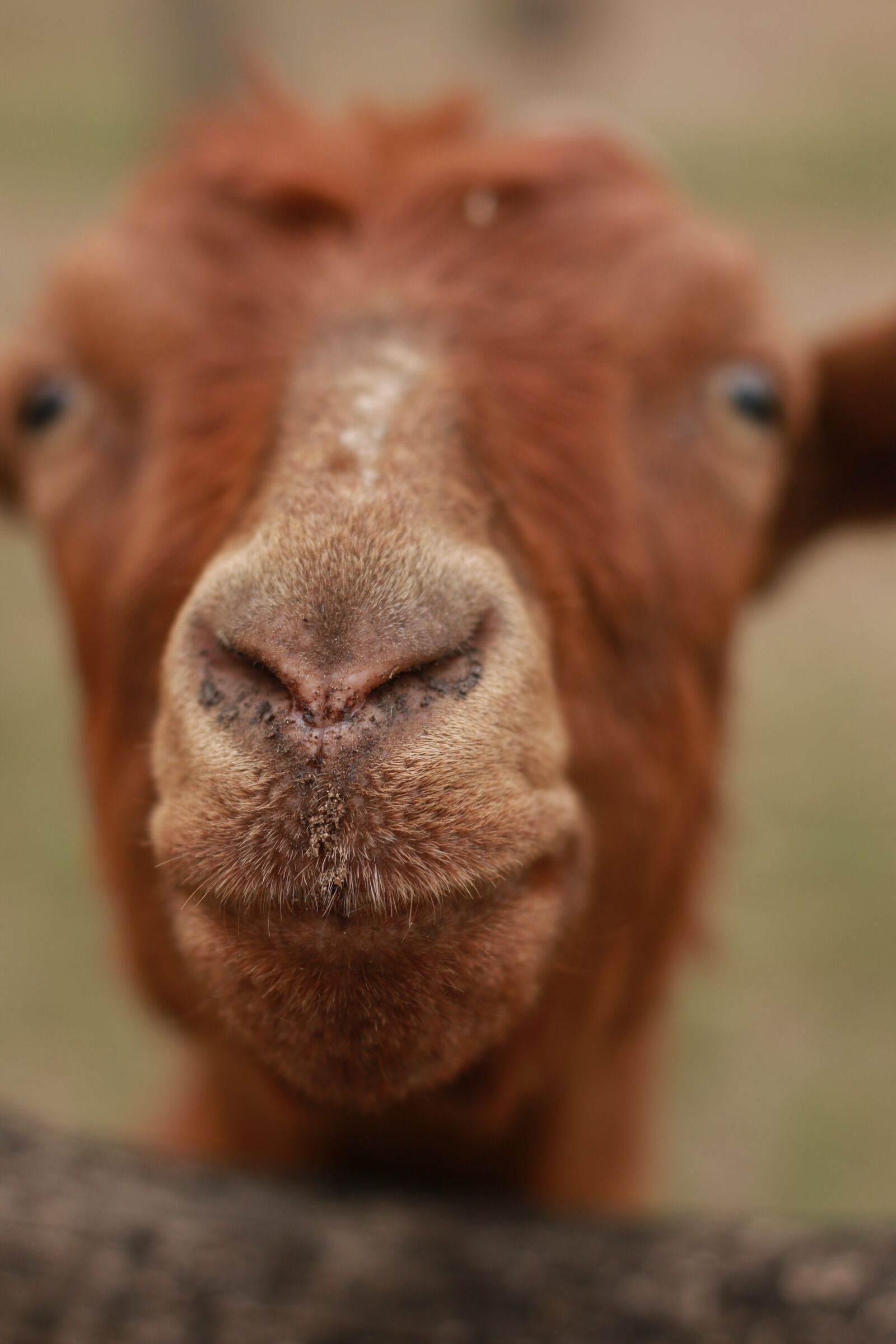 Canon EOS 70D sample photo. Nose, funny, animal photography