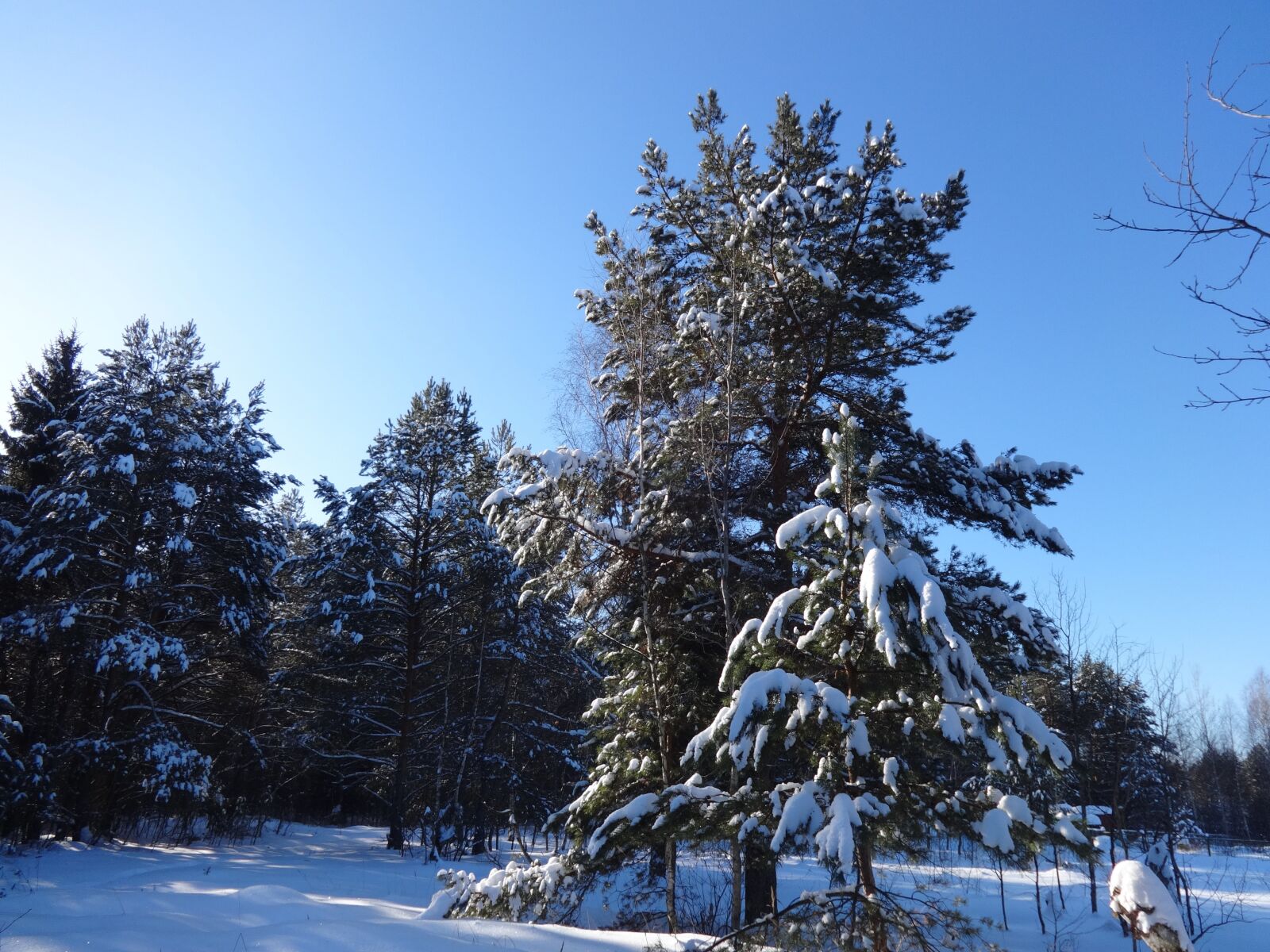 Sony DSC-WX60 sample photo. Trees, winter, snow photography